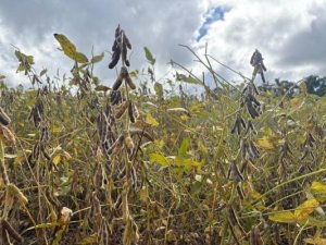 Colheita da soja chega a 50% da área cultivada no Rio Grande do Sul