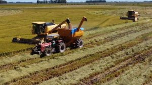 Colheita do arroz atinge mais de 68% da área semeada no Rio Grande do Sul