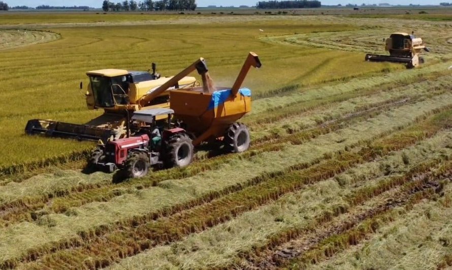 Colheita do arroz atinge mais de 68% da área semeada no Rio Grande do Sul