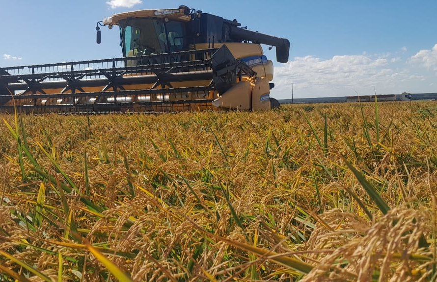 Colheitas de arroz e feijão entram na reta final pelo Brasil