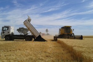 Corte na adubação no fim do ciclo reduz potencial produtivo do milho safrinha