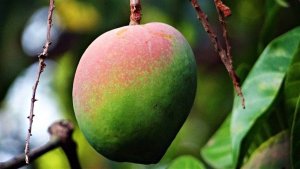 Exportações de frutas crescem 25%