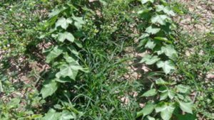 Manejo de plantas daninhas garante exportação de grãos