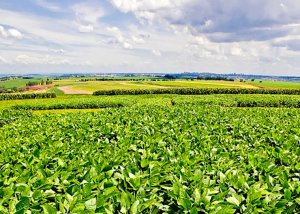 Nova cultivar amplia controle de plantas daninhas e atende mercado de soja não transgênica em Mato Grosso