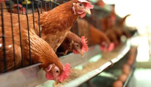 Nutrição de poedeiras: consistência da farinha de soja impacta desempenho, qualidade de ovos e custo de produção