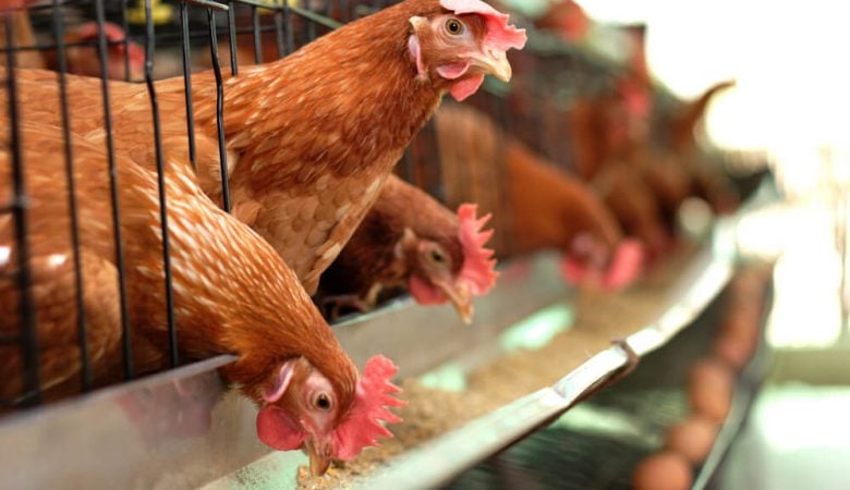 Nutrição de poedeiras: consistência da farinha de soja impacta desempenho, qualidade de ovos e custo de produção