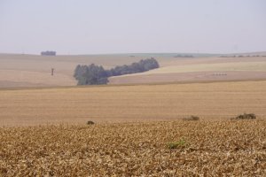 Paraná define calendário do vazio sanitário da soja para a safra 2026/2027