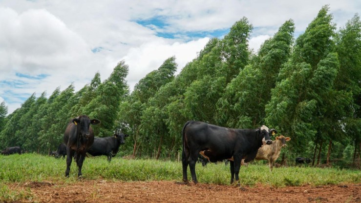 Pecuária de Mato Grosso pode recuperar R$ 921 milhões com regularização ambiental