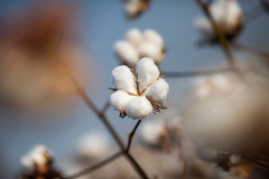 Preços do algodão avançam nesta 6ª feira e encerram semana com ganhos em torno de 5%