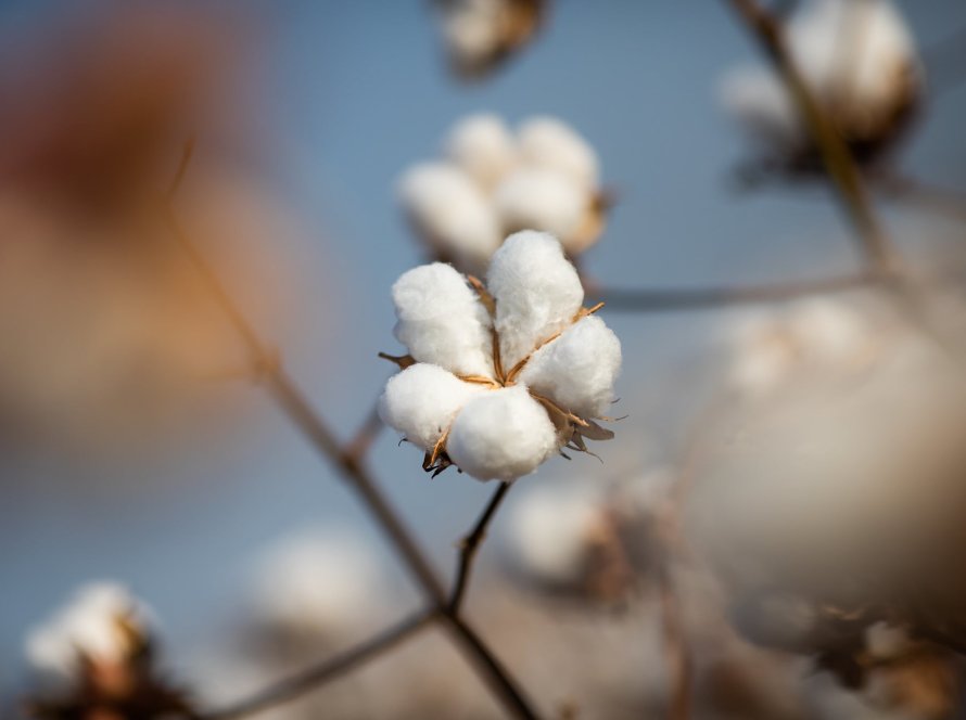 Preços do algodão avançam nesta 6ª feira e encerram semana com ganhos em torno de 5%
