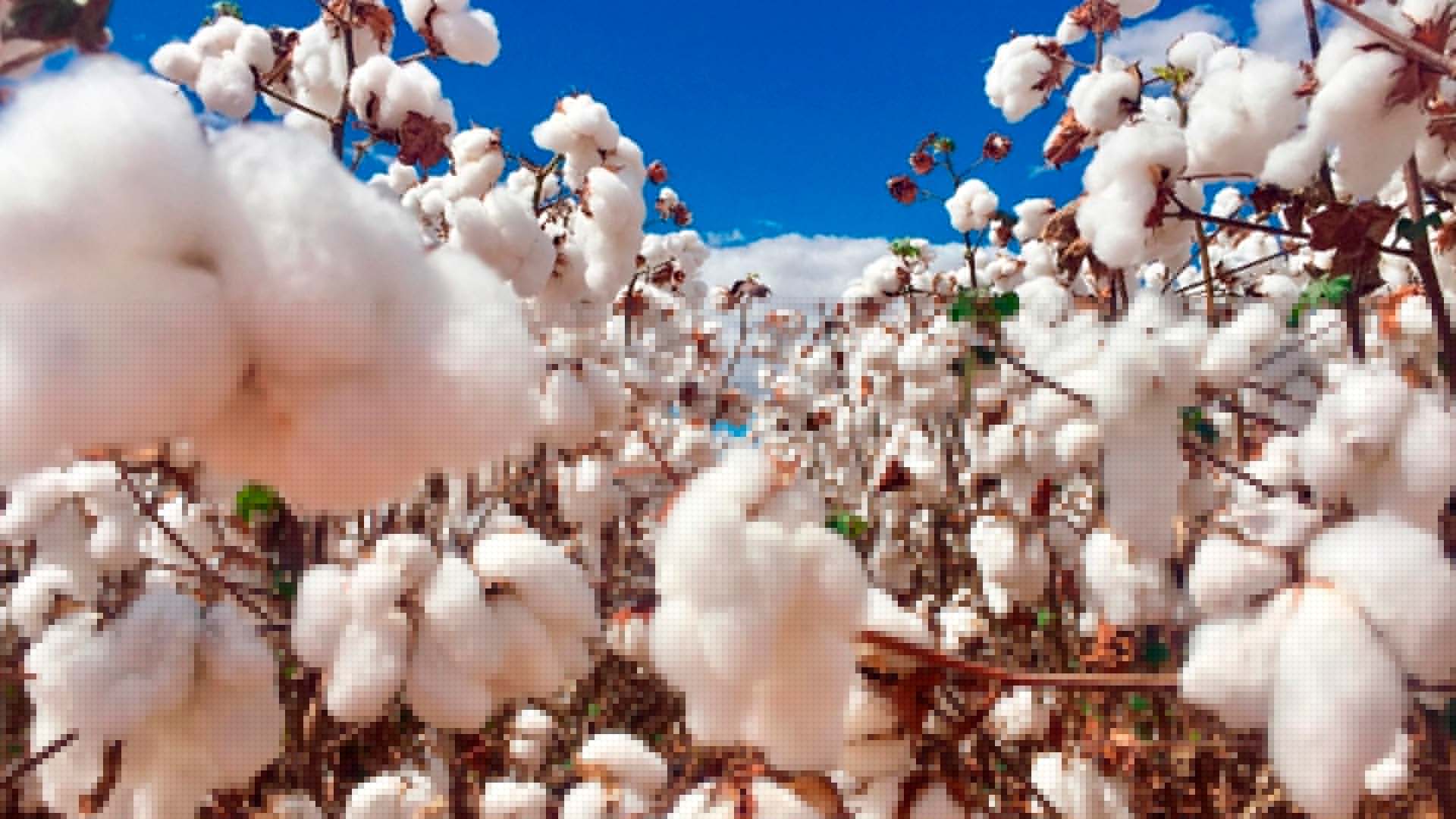 Preços do algodão avançam nesta segunda-feira na bolsa de Nova York