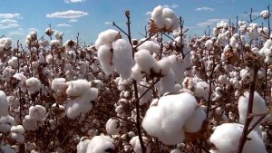 Preços do algodão fecham mistos com queda do petróleo e do dólar