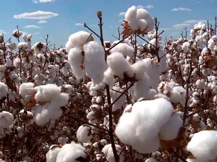 Preços do algodão fecham mistos com queda do petróleo e do dólar