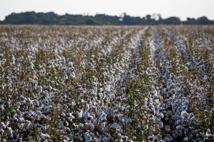 Preços do algodão sobem até 2,37% em Nova York nesta 5ª feira (09)