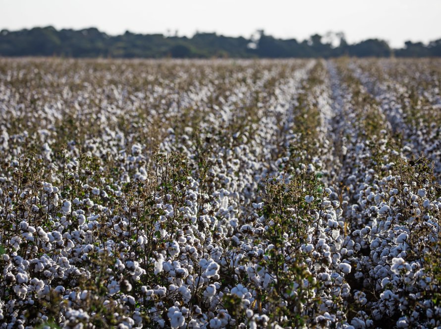 Preços do algodão sobem até 2,37% em Nova York nesta 5ª feira (09)