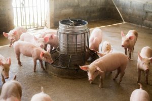 Produção de suínos cresce 50% em Mato Grosso do Sul