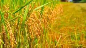 Próxima safra de arroz enfrenta incertezas e pressão financeira