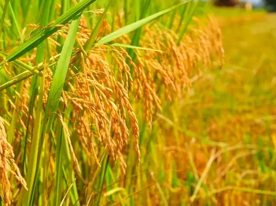 Próxima safra de arroz enfrenta incertezas e pressão financeira