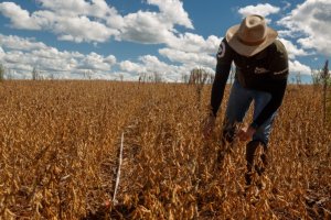 Safra de soja do Brasil sobe para 184,7 milhões de toneladas com produtividade recorde na Bahia
