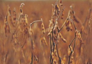 Trigo e óleo perdem força com recuo do petróleo e soja volta à estabilidade em Chicago nesta 6ª