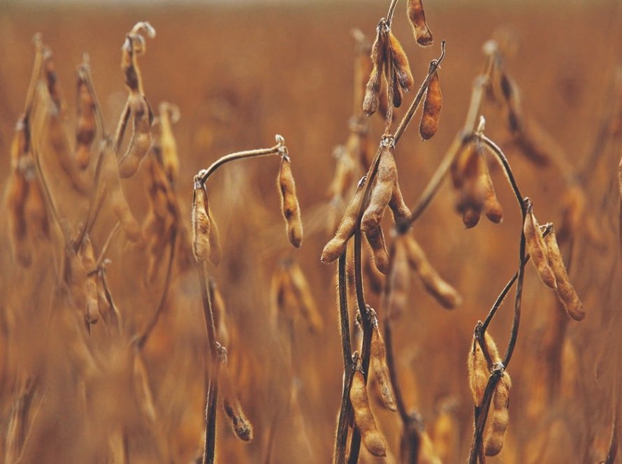Trigo e óleo perdem força com recuo do petróleo e soja volta à estabilidade em Chicago nesta 6ª