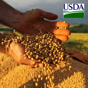 USDA: Vendas semanais de trigo superam esperado; soja e milho dentro das expectativas