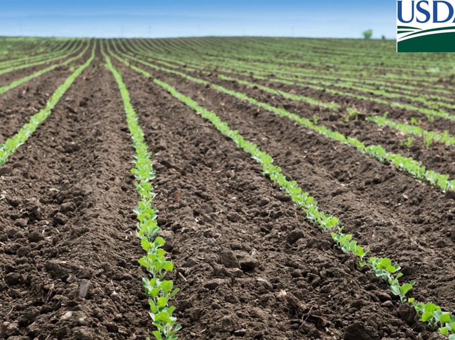 USDA surpreende e traz plantio da soja em 6% da área, bem acima das expectativas