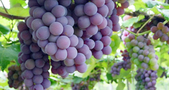 Uva/Cepea: Brasil abre mercado inédito de exportação no Azerbaijão