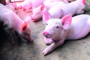 ABCS pede crédito com carência maior e ampliação do Inovagro no Plano Safra 2026/27