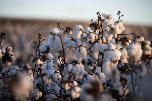 Algodão amplia perdas e encerra semana com baixas superiores a 2% em Nova York