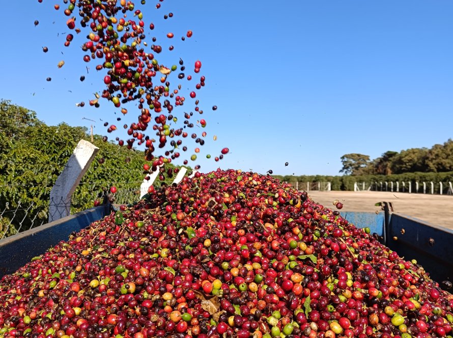 Cooperativa brasileira inova com inédita exportação de café especial naturalmente descafeinado ao Japão