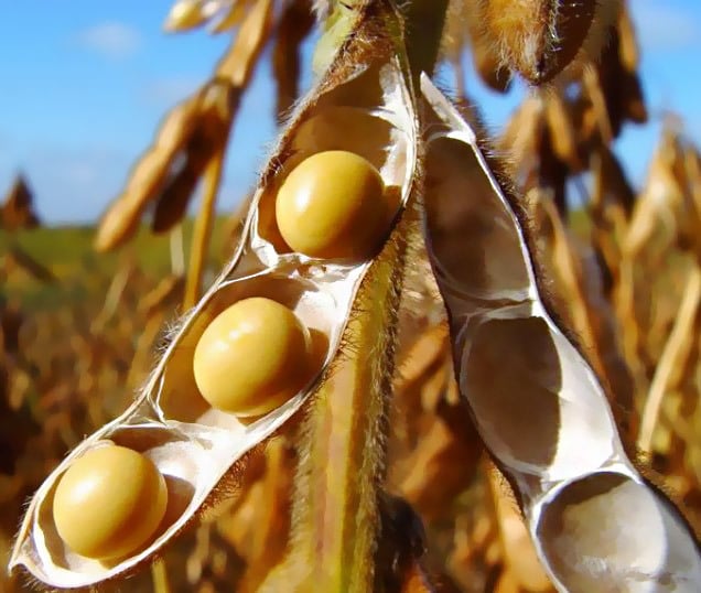 Crédito caro e risco no campo desafiam setor de sementes de soja nos próximos anos