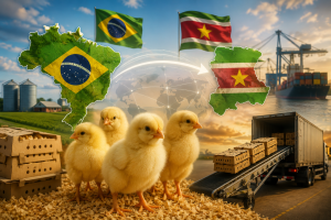 Exportação de frangos de um dia entra na pauta entre Brasil e Suriname