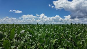 Famato:  El Niño poderá influenciar projeção da safra 2026/27 de soja em Mato Grosso