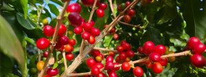 Governo de Minas publica panorama das exportações do agronegócio do estado