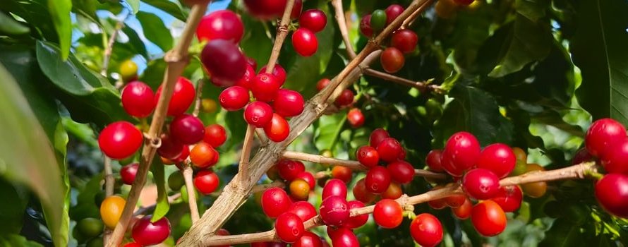 Governo de Minas publica panorama das exportações do agronegócio do estado