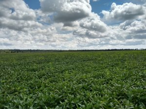 Inmet: Chuvas frequentes beneficiam o desenvolvimento da safra de soja 2026 em Roraima