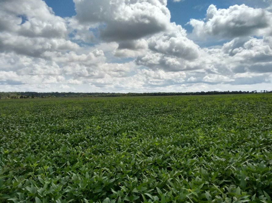Inmet: Chuvas frequentes beneficiam o desenvolvimento da safra de soja 2026 em Roraima