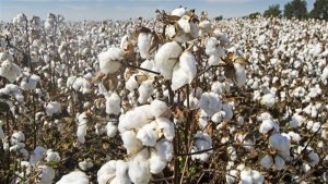 Mato Grosso bate recorde em exportação de algodão