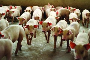 Programa de bonificação valoriza suinocultores no Mato Grosso do Sul