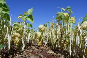 Regulador de crescimento promete mais produtividade e controle no manejo da soja e feijão