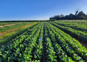 Resíduos da suinocultura viram fertilizante e ajudam a sustentar a produtividade da soja