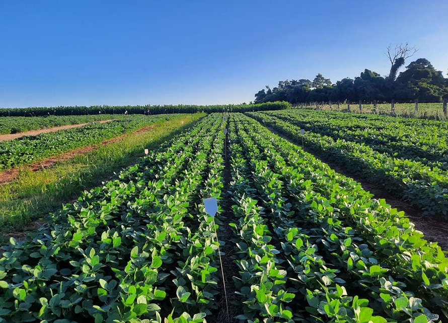 Resíduos da suinocultura viram fertilizante e ajudam a sustentar a produtividade da soja