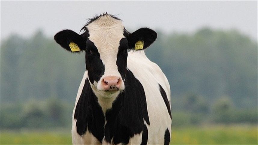 BOI: Exportações de carne bovina atingem recorde