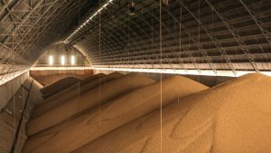 Brasil amplia liderança nas exportações de soja