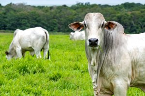 Brasil fica fora de lista da UE para exportação de produtos de origem animal sob novas regras de antimicrobianos