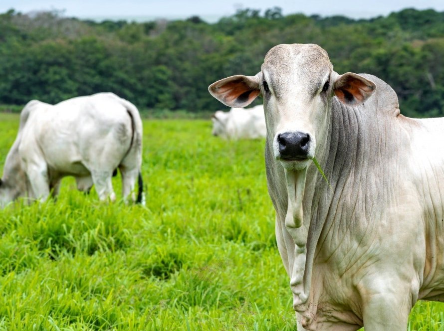 Brasil fica fora de lista da UE para exportação de produtos de origem animal sob novas regras de antimicrobianos