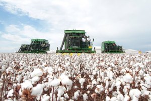 Colheita do algodão ainda é insipiente no Brasil