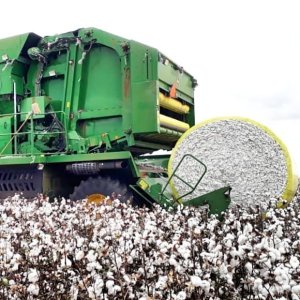 Colheita do algodão segue abaixo dos 3%, mas trabalhos devem começar a ganhar ritmo