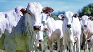 Exportações de carne bovina elevam receita diária em 32,8% até a terceira semana de junho